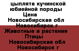 цыплята кучинской юбиейной породы › Цена ­ 100 - Новосибирская обл., Новосибирск г. Животные и растения » Птицы   . Новосибирская обл.,Новосибирск г.